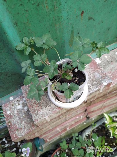 Фиалка садовая, мята ментоловая, земляника