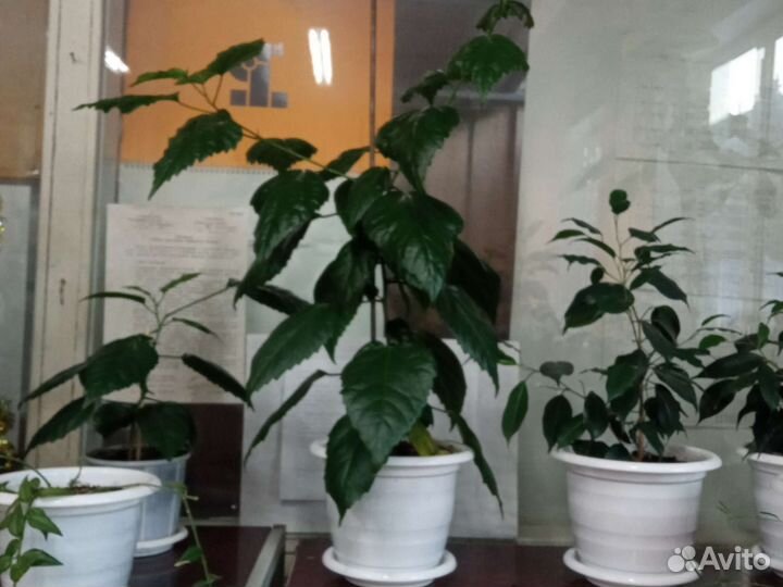 Гибискус китайская роза