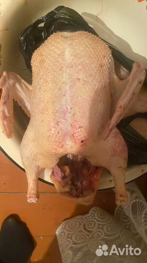 Резаные утки