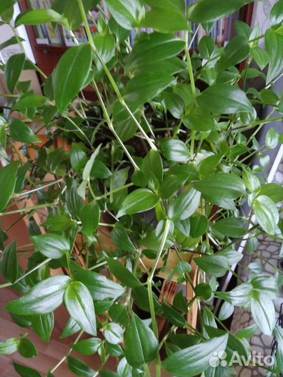 Традесканция,ранункулюсы,сциндапсус,мальва,хоста