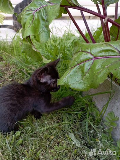 Киска в добрые ручки