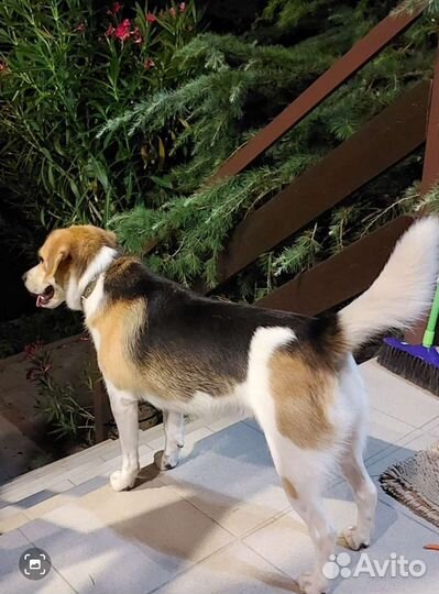 Бигль помесь в добрые руки