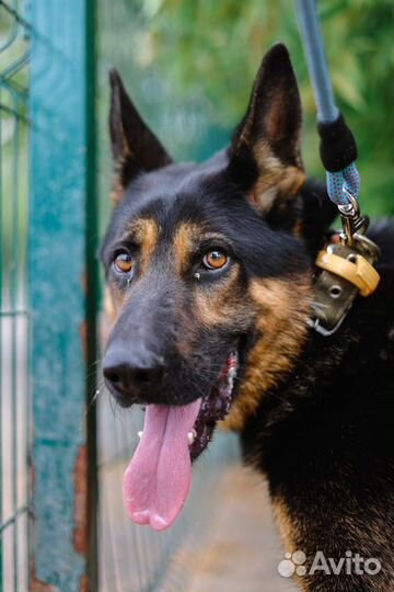 Метис овчарка в дар