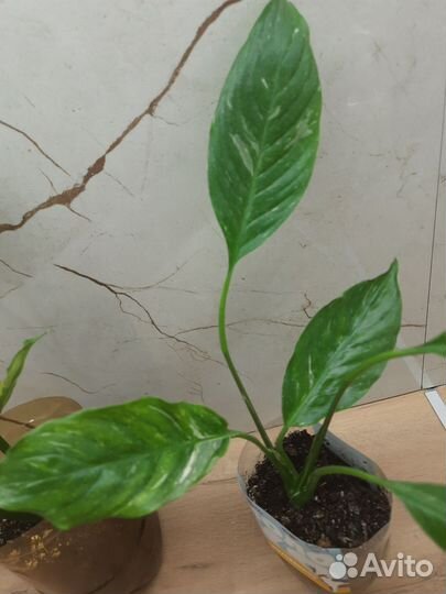 Спатифиллум Джемини