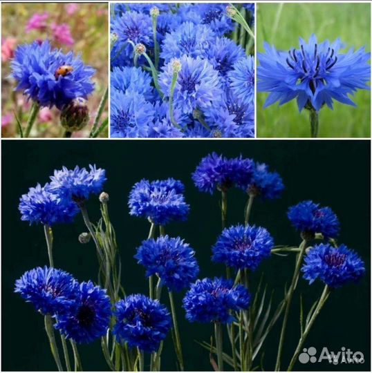 Васильки махровые семена