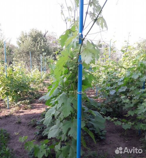 Саженцы винограда на Ваш вкус
