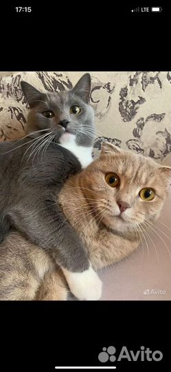 Котята