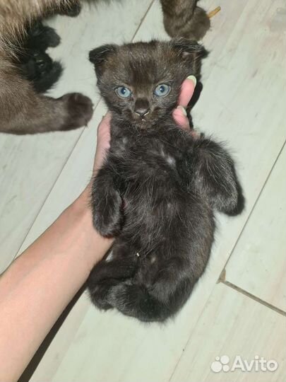 Шотландские вислоухие котята