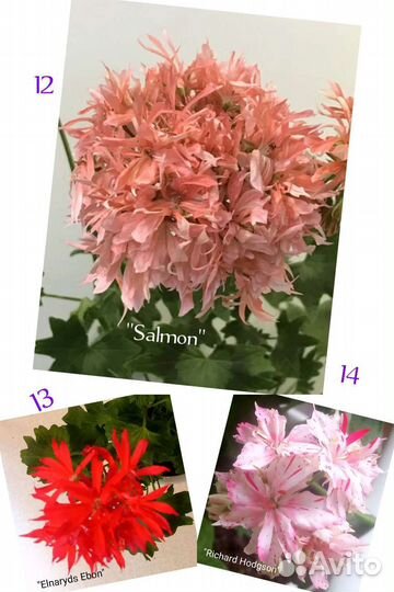 Пеларгония (герань)