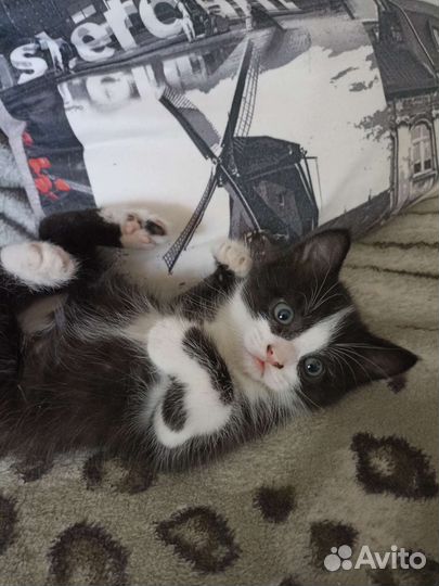 Отдам котика в добрые руки