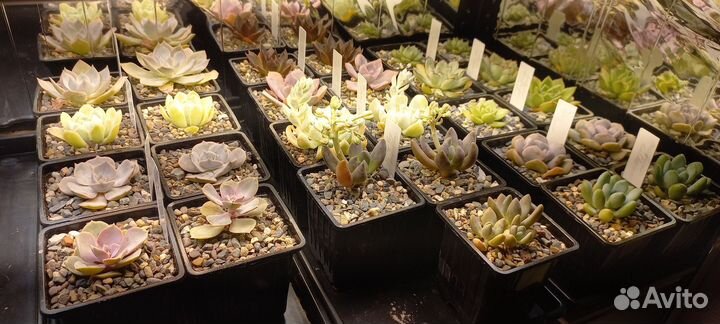 Кактусы и суккуленты