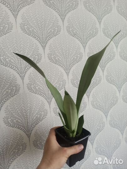 Сансивиерия Ханни фаворит, Муншайн