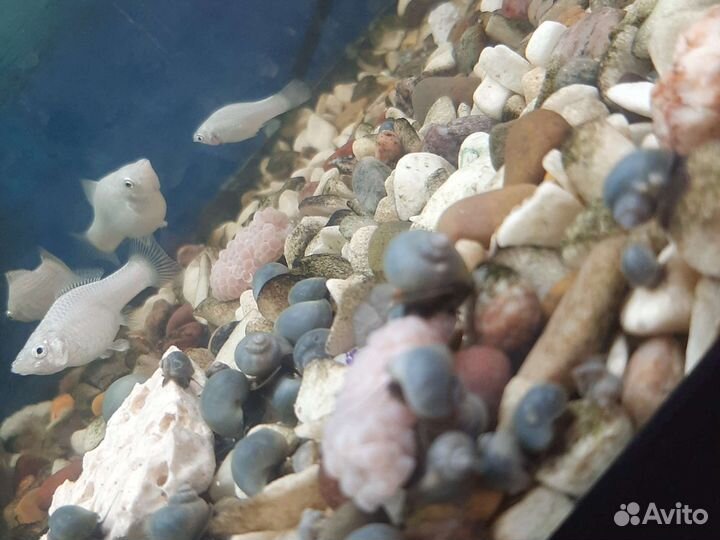 Голубые улитки ампулярии, на черной ножке