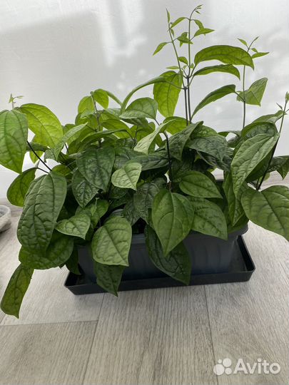 Клеродендрум