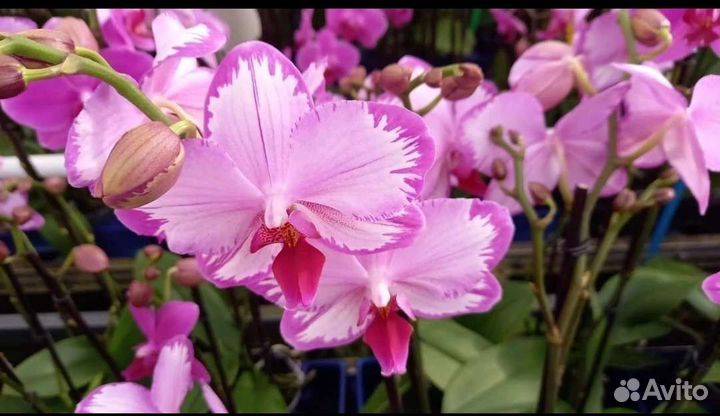 Орхидея Тоши