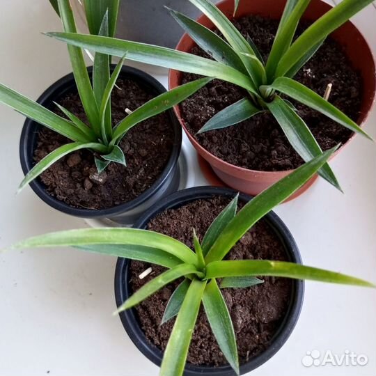 Карликовый ананас