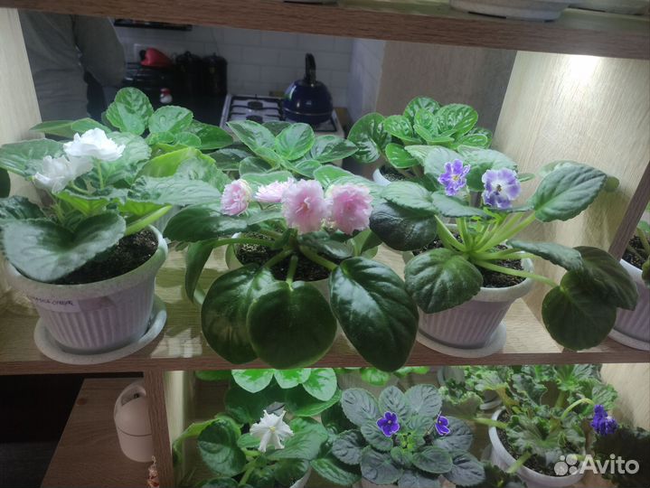 Листочки сортовых фиалок