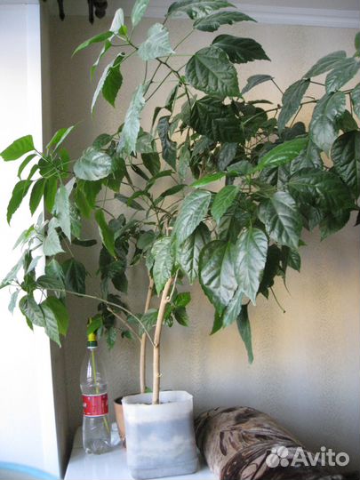 Роза китайская-гибискус