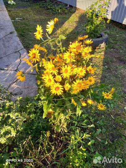 Гелиопсис многолетник