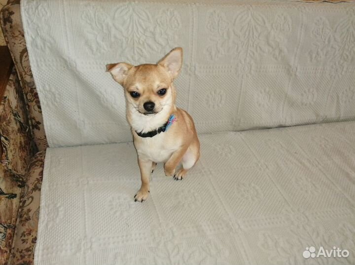 Вязка Чихуахуа