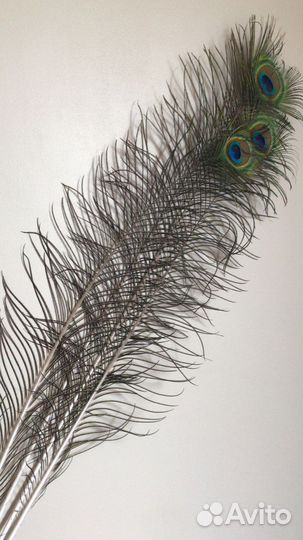 Перо павлина