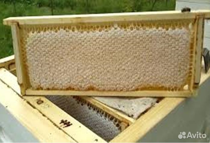 Мёд из Алтая опт