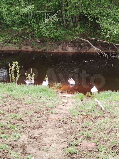 Участок 1,5 га (СНТ, ДНП)