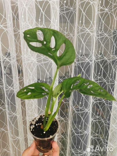 Монстера Obliqua Monkey Mask