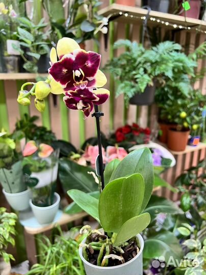Орхидея фаленопсис мини бабочка желто-фиолетовая