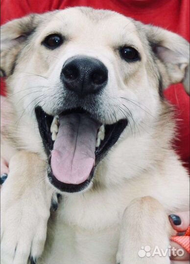 Собака в добрые руки