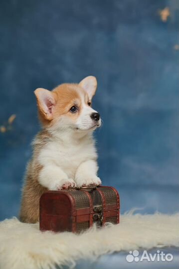 Вельш-корги пемброк мальчик