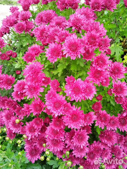 Хризантемы мультифлора