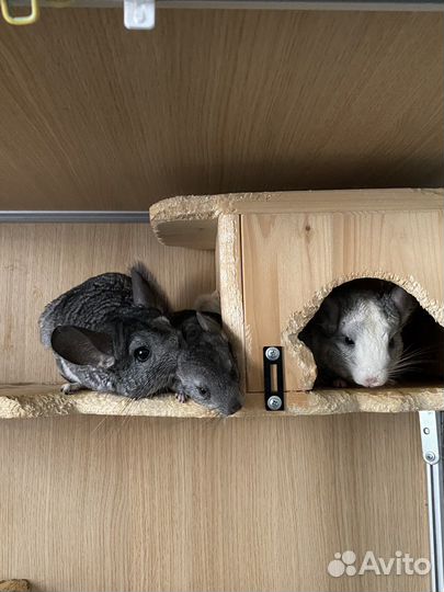 Шиншиллы с клеткой