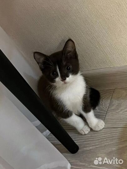 Котенок девочка