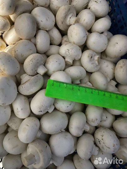 Мини грибы шампиньоны