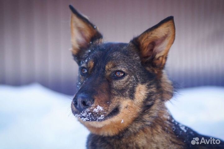 Шикарная собака