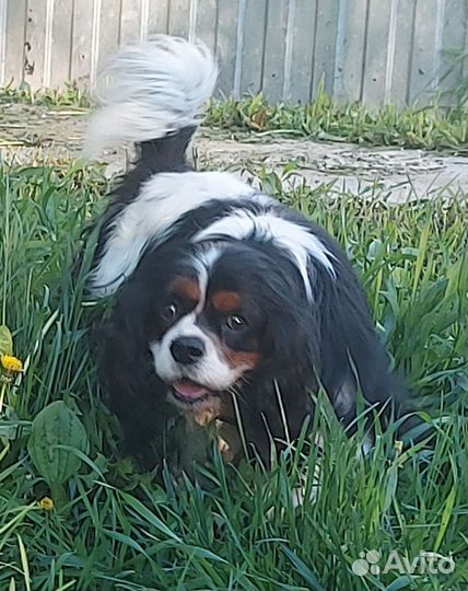 Кавалер Кинг чарльз спаниель вязка РКФ