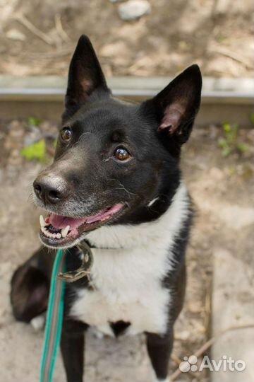 Воспитанный Барто в добрые руки