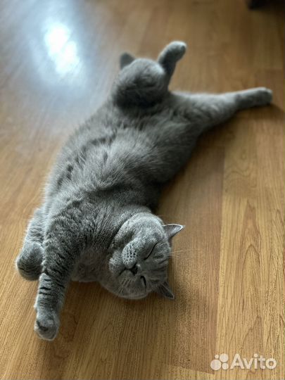 Передержка кошек и собак