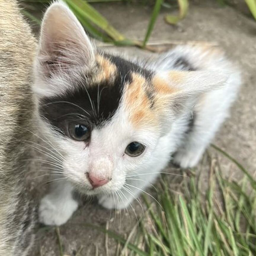 Котята в добрые руки даром