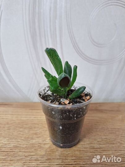 Крассула Хоббит