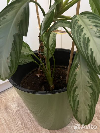 Цветы домашние в горшках