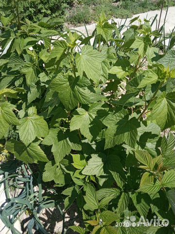 Смородина, вишня, инжир