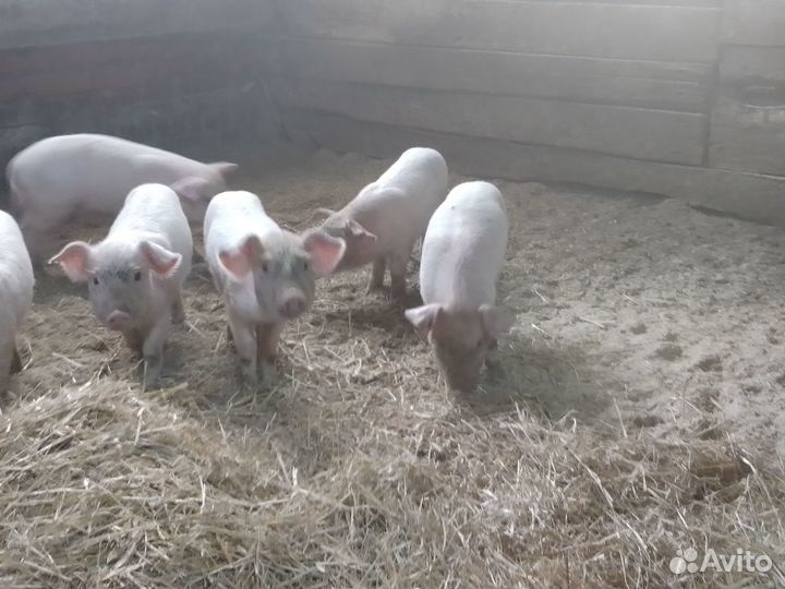 Продаются поросята