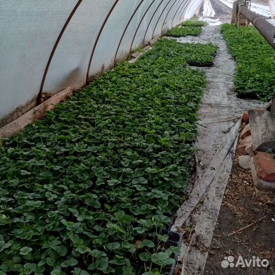 Рассада клубники сорт априка