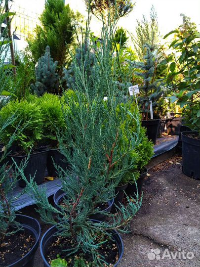 Можжевельник скальный