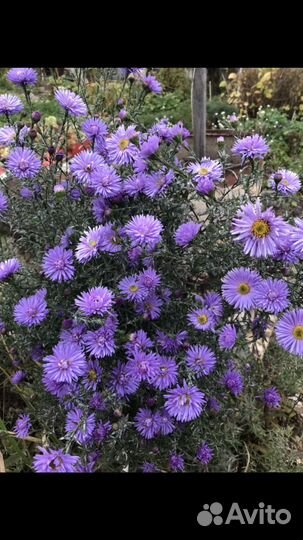 Цветы многолетние садовые