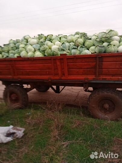 Трактор ЮМЗ 6АЛ, 1981