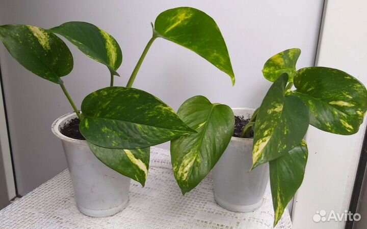 Сциндапсус золотистый