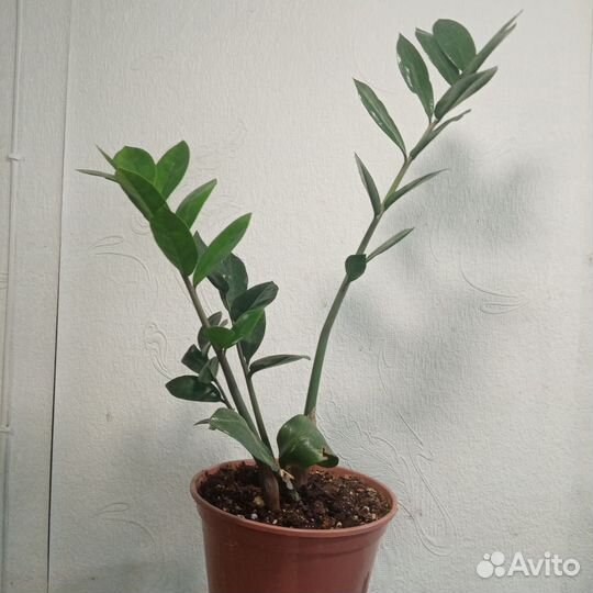 Фикусы, Замиокулькас